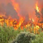 How to Prepare for and Survive a Wildfire Surviving A Wildfire