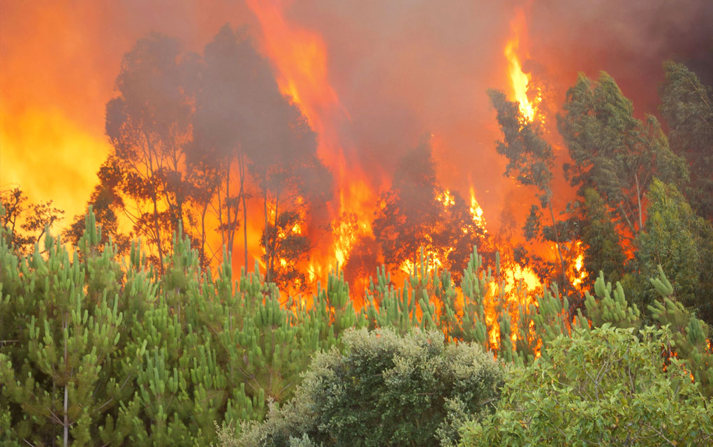 Surviving A Wildfire