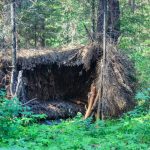 Here’s the Part of an Outdoor Survival Shelter You Should Build First