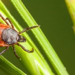 How to Prevent Lyme Disease How-to-Prevent-Lyme-Disease