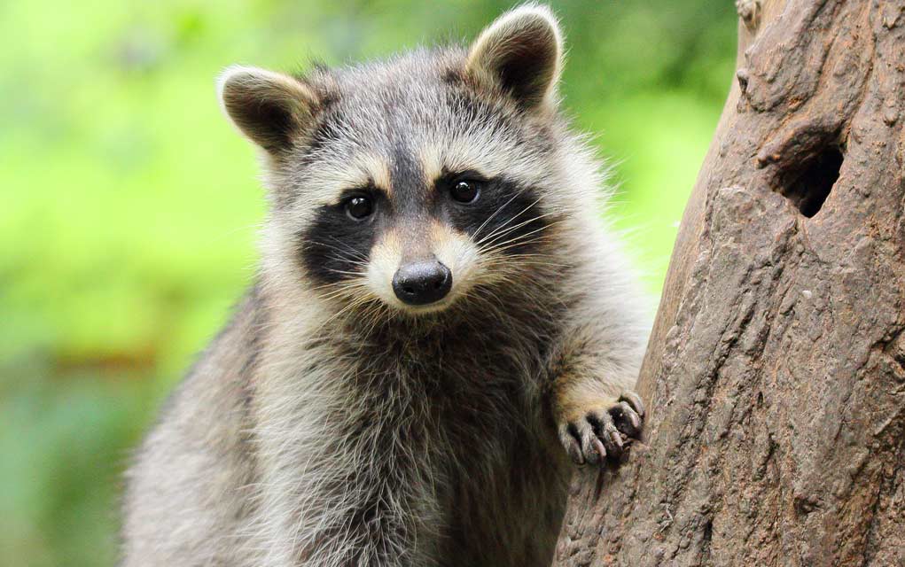 Keep-Animals-Away-from-Camp