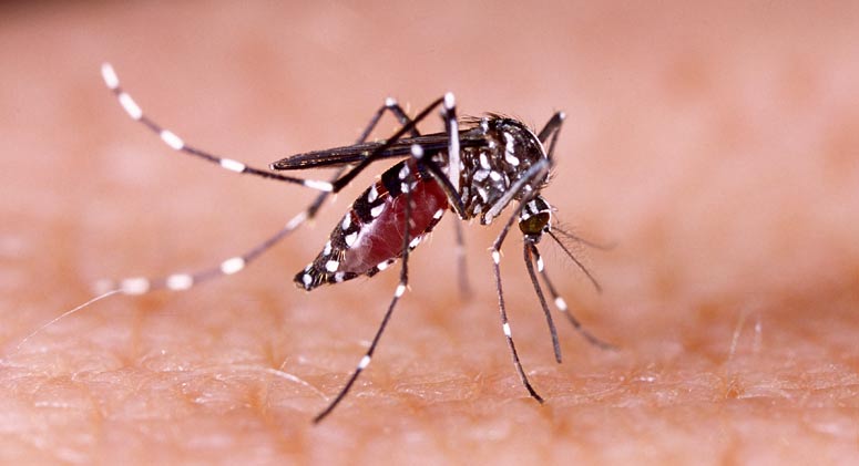 Make-Your-Own-Mosquito-Repellent
