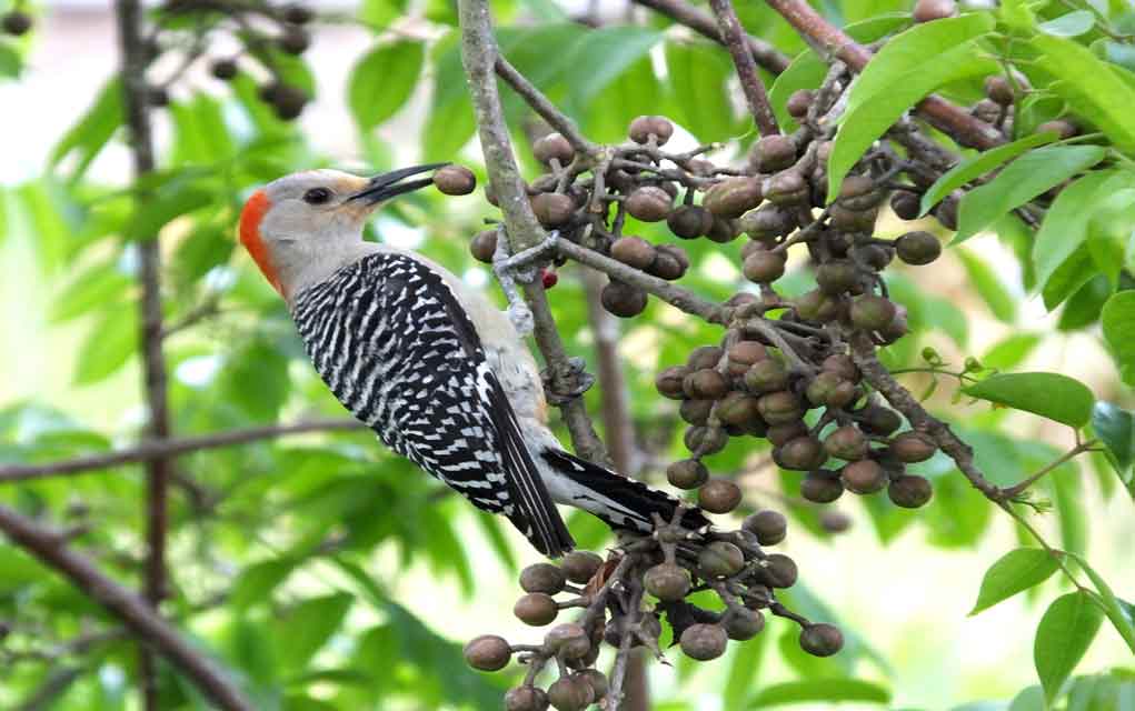 Using-Birds-as-Edible-Berry-Indicators