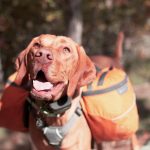 How to Create a Dog Out Bag How to Create the Ultimate Dog Out Bag