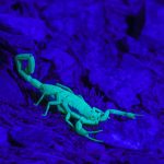 How to Treat a Scorpion Sting How-to-Treat-a-Scorpion-Sting