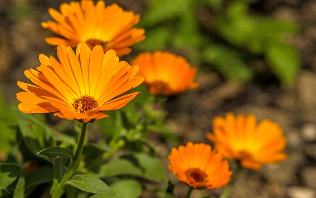 Surprising-Uses-for-Marigold