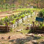 Top 3 Survival Plants for Beginners Top 3 Survival Garden Plants