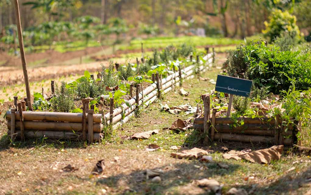 Top 3 Survival Garden Plants