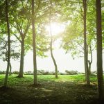 Foraging for Your Food