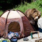 How to Avoid an Encounter With a Bear How-to-Avoid-an-Encounter-With-a-Bear