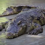 Alligator