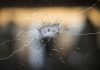 How-to-Survive-While-Living-Among-Terrorists