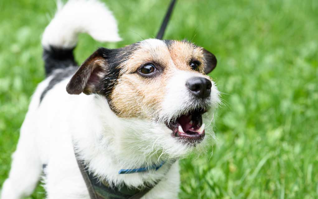 Barking Dogs and the Laws that Surround Them Modern Survival