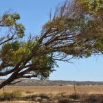 The-Dangers-of-Felling-a-Leaning-Tree