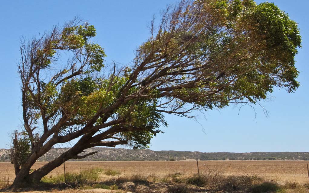 The-Dangers-of-Felling-a-Leaning-Tree