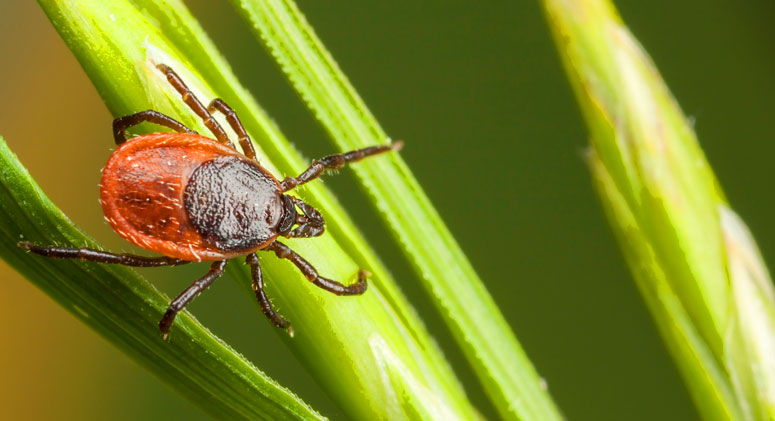 How-to-Prevent-Lyme-Disease