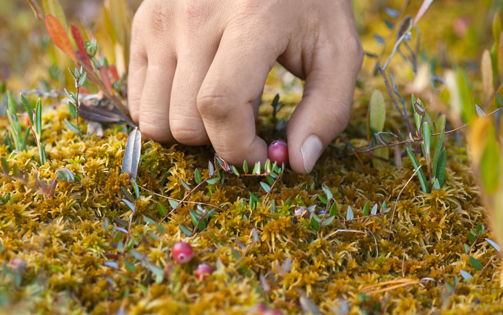 Foraging-Mistakes-That-Could-Be-Fatal