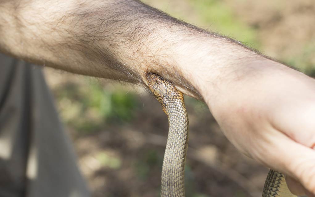 How to Treat a Poisonous Snake Bite | Modern Survival