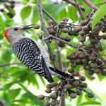 Using-Birds-as-Edible-Berry-Indicators
