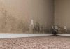 Signs You Have Mold in Your Home