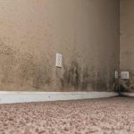 Signs You Have Mold in Your Home