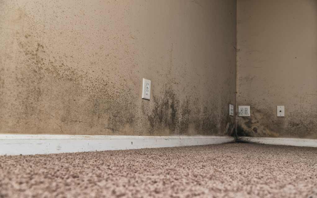 Signs You Have Mold in Your Home