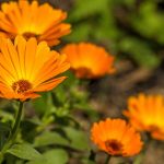 Surprising-Uses-for-Marigold