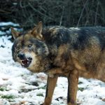 Wolf-Attacks-Family-in-Their-Tent