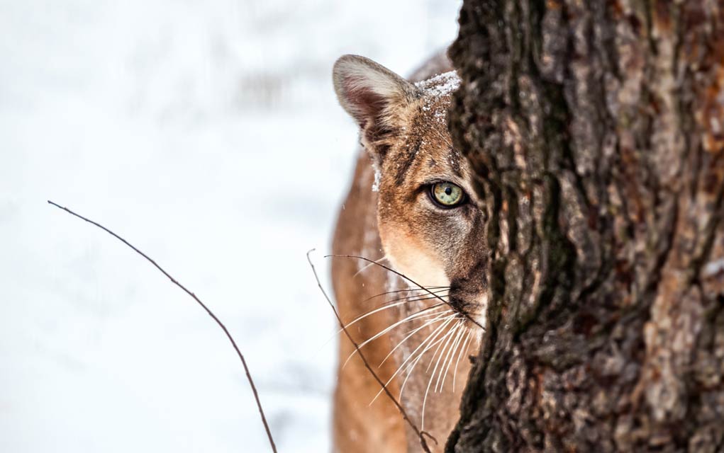 Defend Yourself from a Mountain Lion