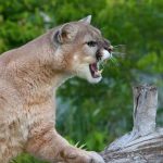 Six-Year-Old-Attacked-By-Mountain-Lion