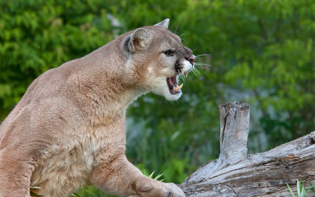 Six Year Old Attacked By Mountain Lion