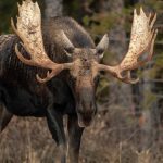 Surviving a Moose Attack