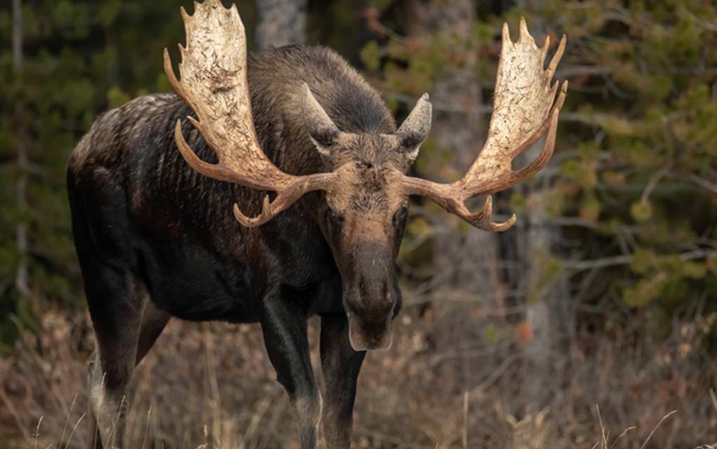 Surviving a Moose Attack