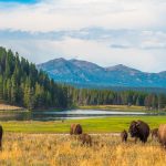 CA Woman Gets Unpleasant Lesson on Wildlife