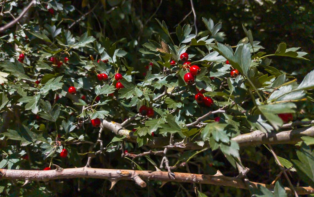 Foraging for Your Food