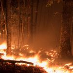 Climate Change or Arsonists?