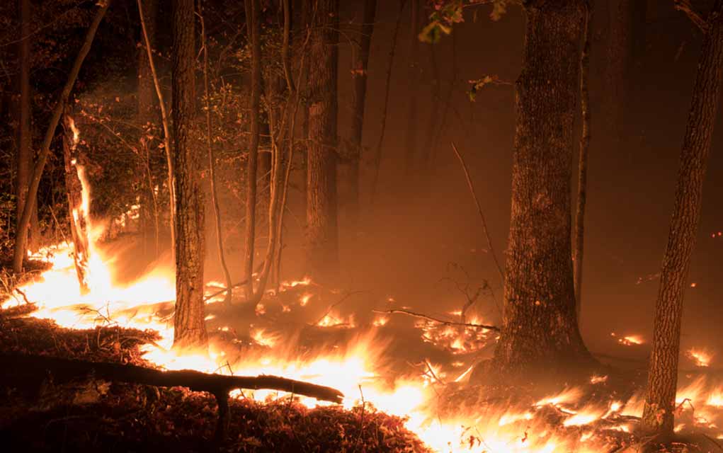 Climate Change or Arsonists?