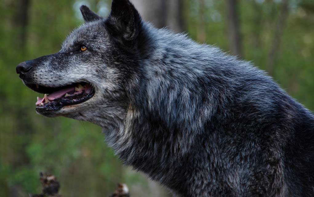 Surviving a Wolf Attack