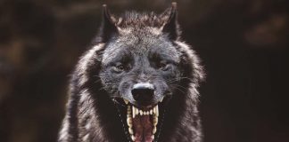 Surviving-a-Wolf-Attack