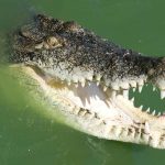 How to Defend Yourself From a Crocodile Attack