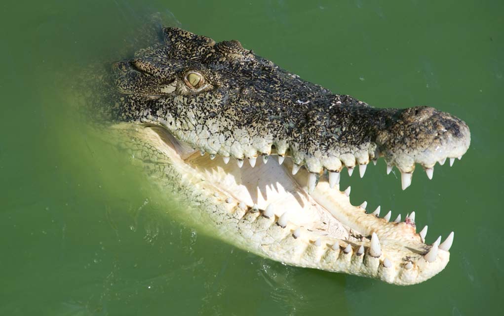 How to Defend Yourself From a Crocodile Attack