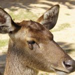 Important-Information-About-Deer-Warts