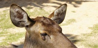 Important-Information-About-Deer-Warts