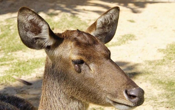 Important-Information-About-Deer-Warts