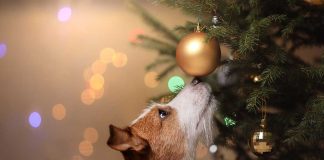 Holiday Safety Tips for Pet Owners