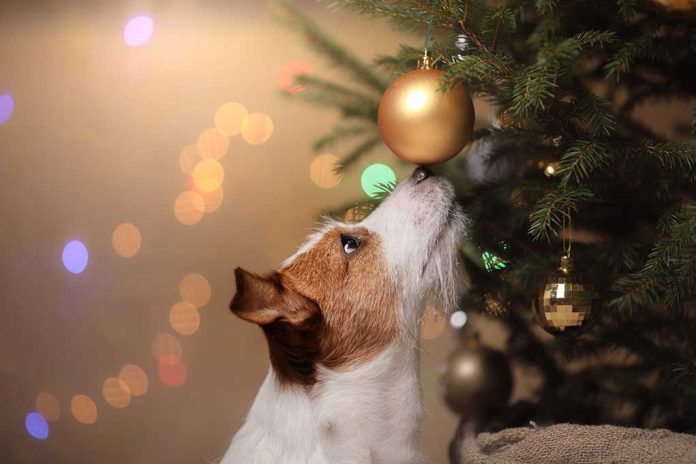 Holiday Safety Tips for Pet Owners