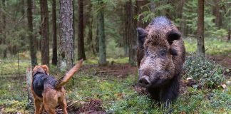 Face-a-Feral-Boar-and-Survive