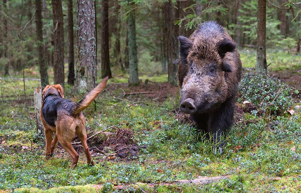 Face-a-Feral-Boar-and-Survive