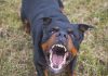 Owner-Charged-After-Little-Girl-Dies-From-Rotweiller-Attack