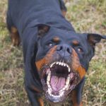 Owner-Charged-After-Little-Girl-Dies-From-Rotweiller-Attack